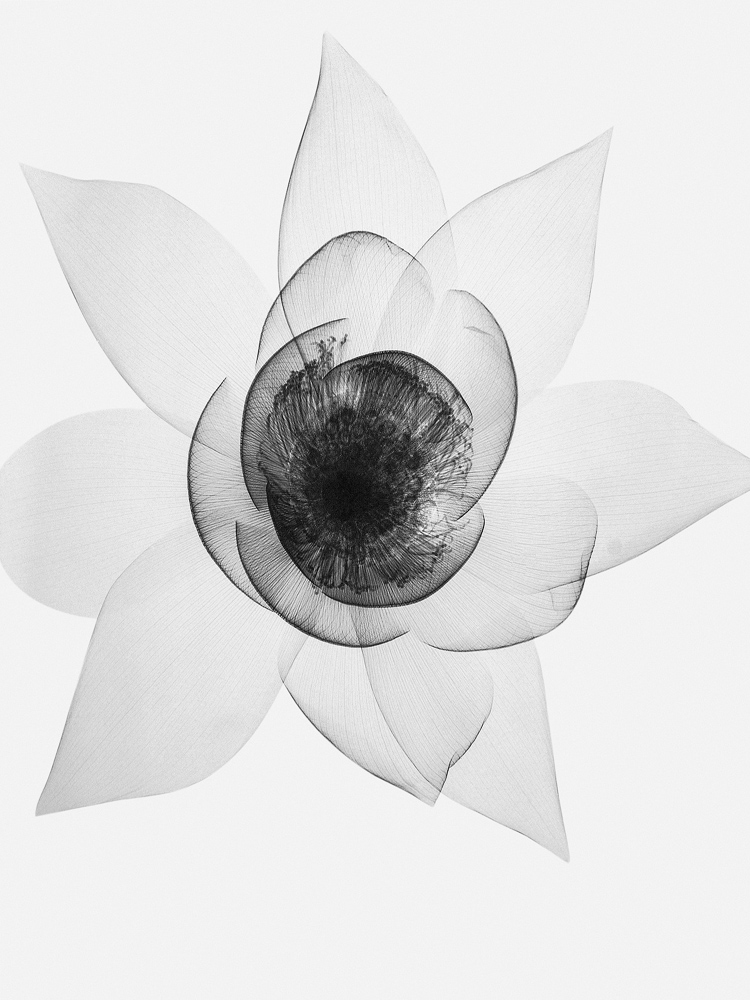 Tasker_Wide Open Lotus.jpg