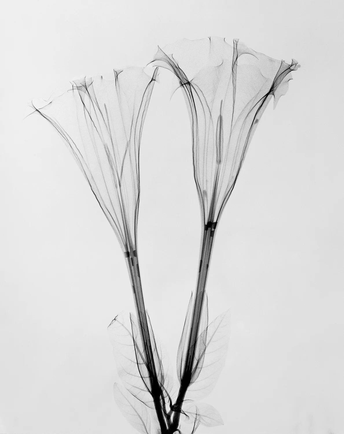 Tasker_Morning Glory.jpg