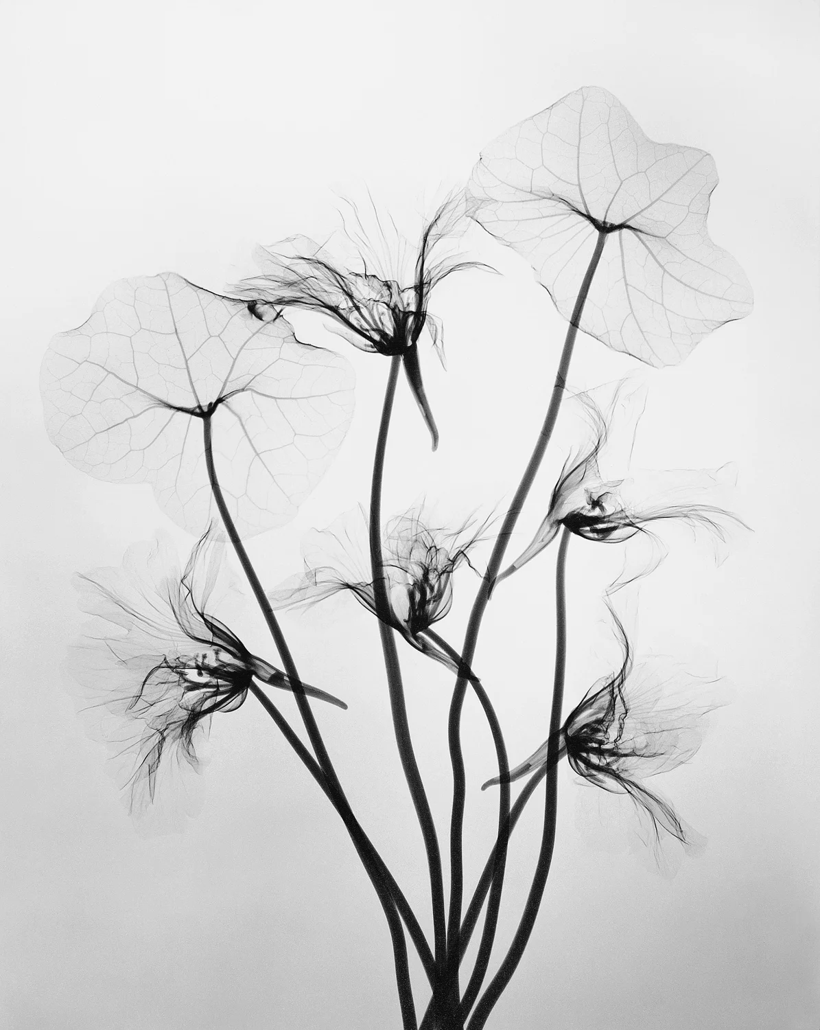 Tasker_Nasturiums.jpg
