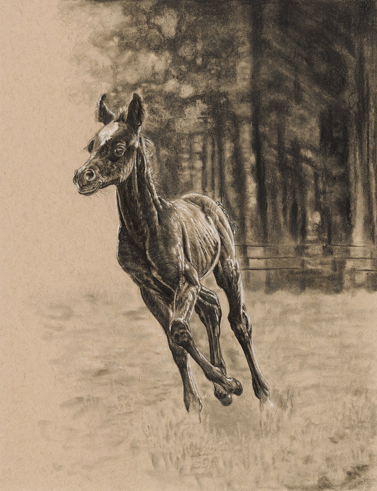 April Repotski_BAHA Maimoon_Charcoal graphite drawing_arabian horse_equine art.jpg