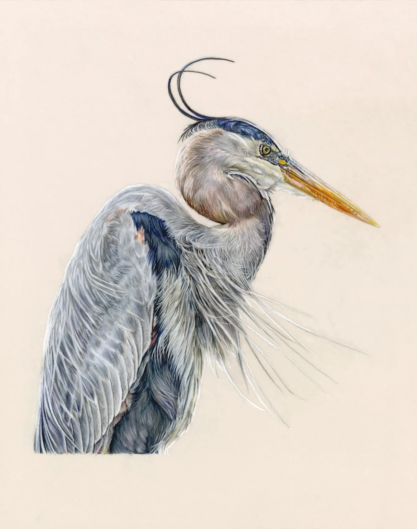 April Repotski_Blue Heron_colored pencil_bird drawing_Durer.jpg