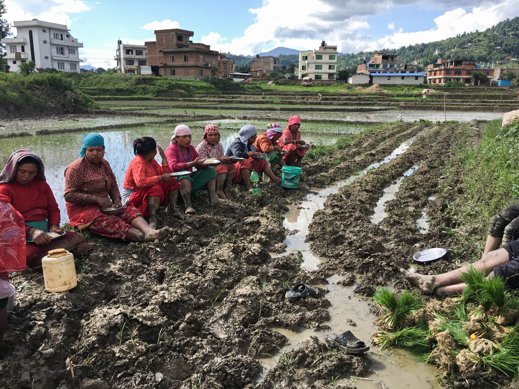 Rice planters in the Bhaktapur, south of Kathmandu take a lunch break in the sweltering heat. This is the start of the rice planting season in Nepal. 