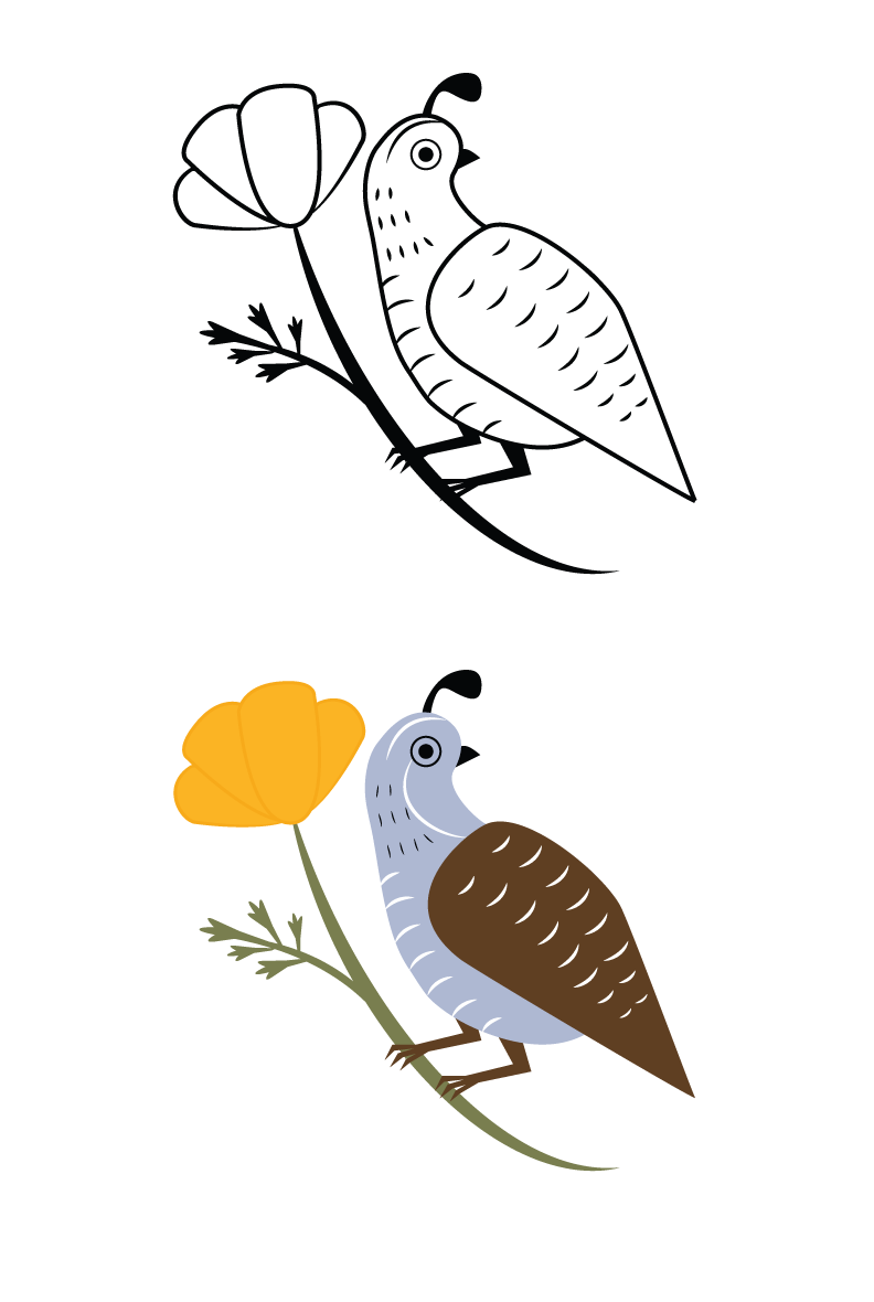 California-Quail-Process.png