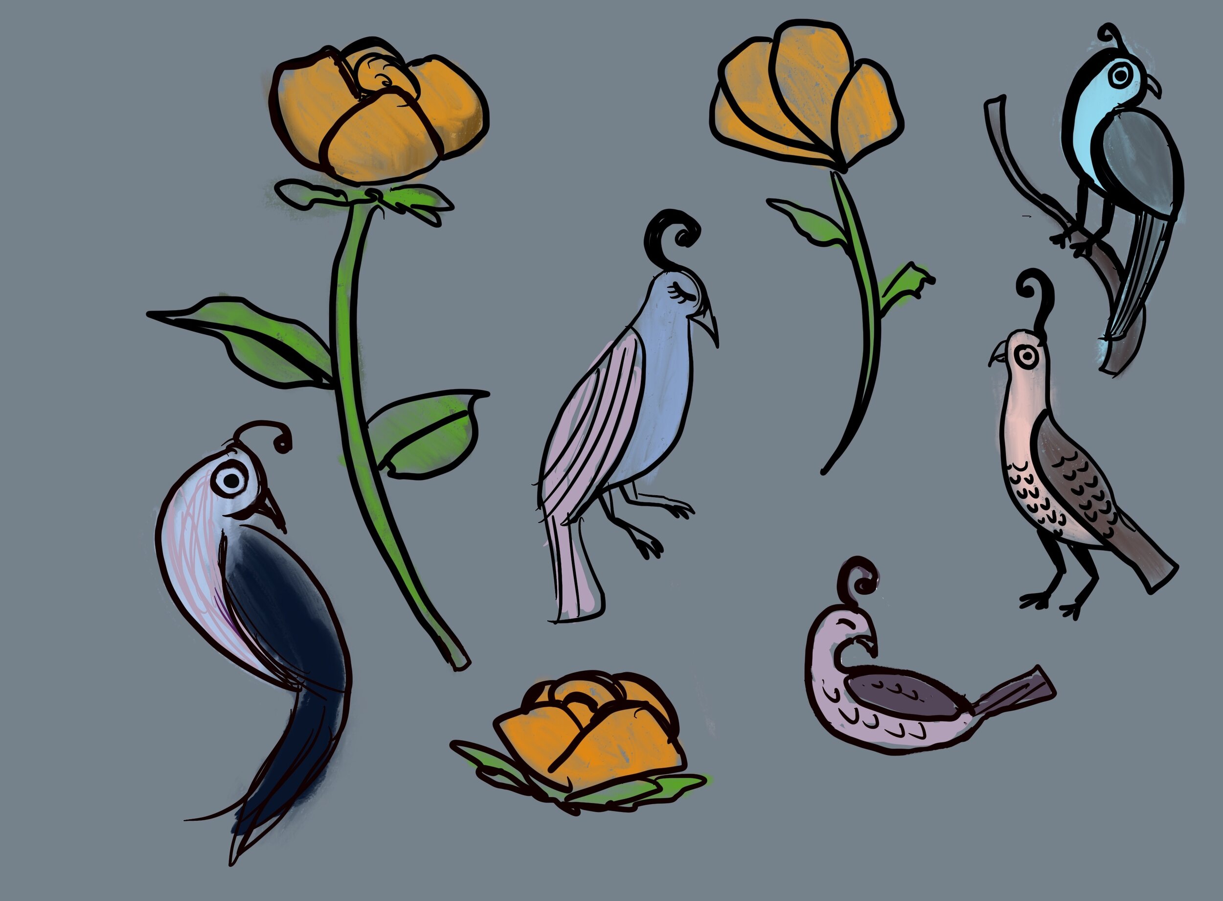 California Quail Concepts.jpg