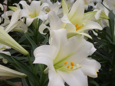 Easter Lily.jpg