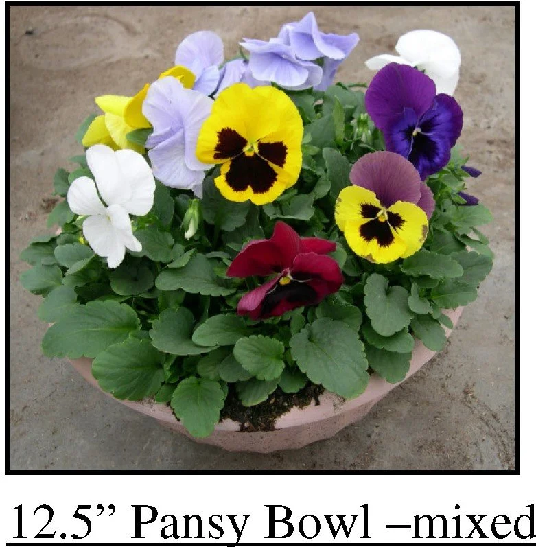 12.5" Pansy Bowl