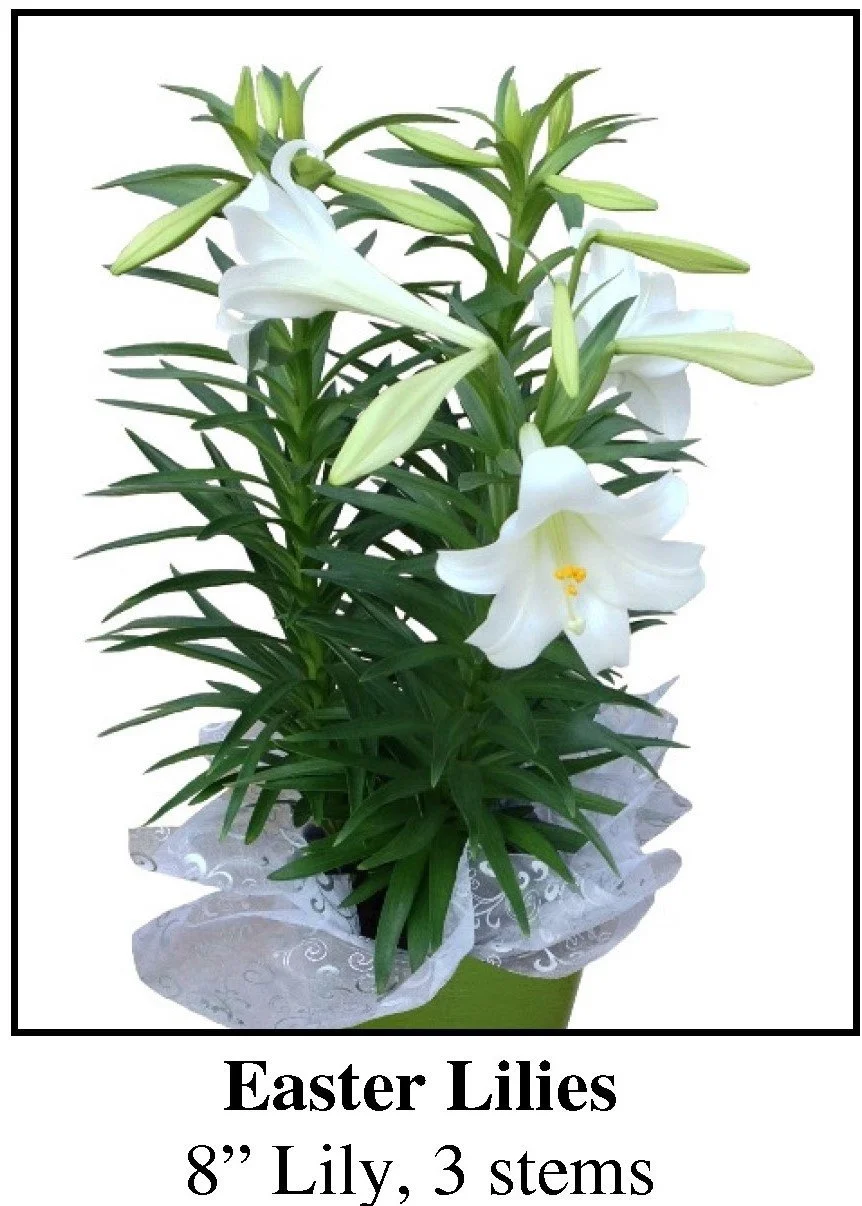 8" Triple Easter Lily