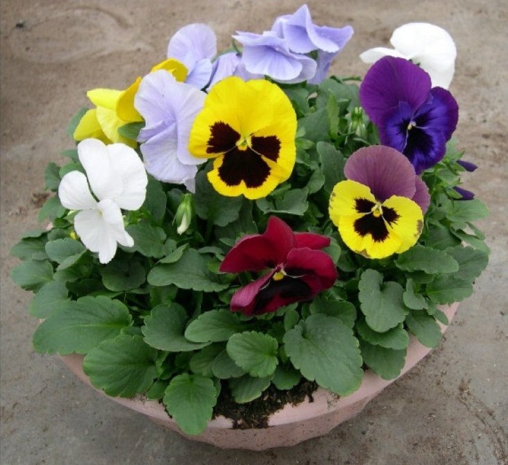 Pansy+Bowl.jpg