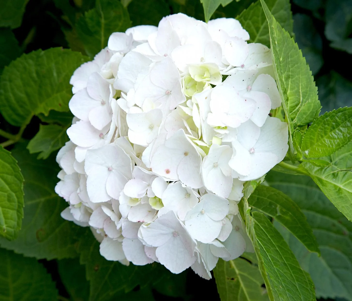 White Hydrangea.jpg