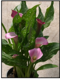 Calla Lily - Pink.png