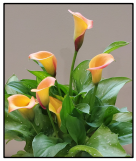 Calla Lily - Apricot.png