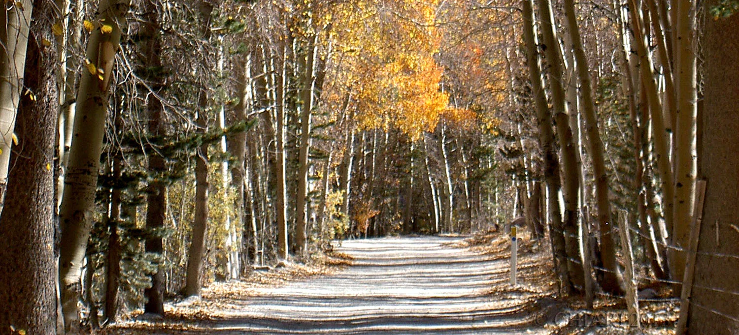 The Path