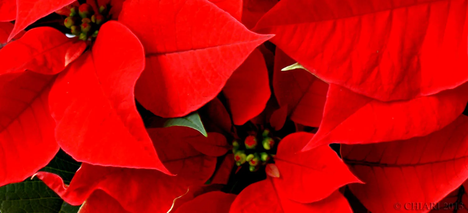 Happy Holidays