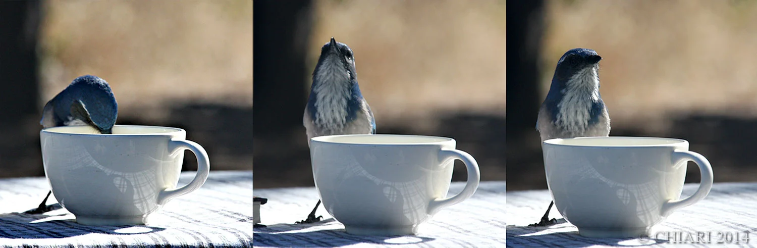 Loving the BLue Jay