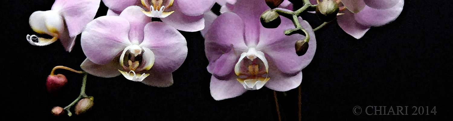 Orchids in Bloom