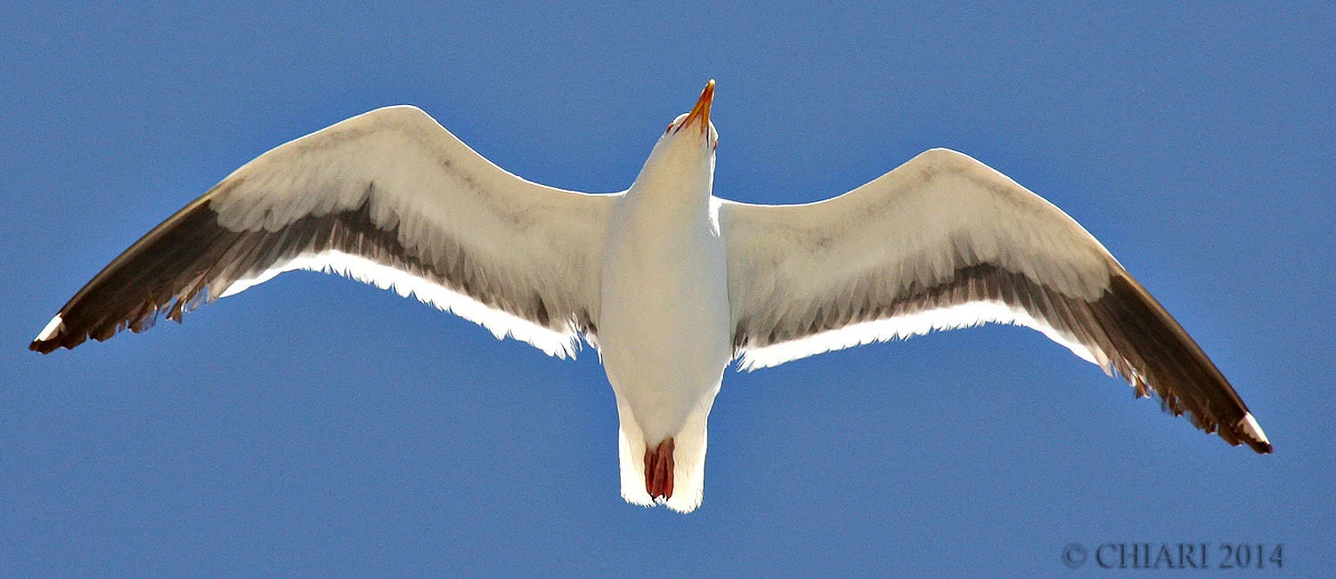 Take Flight and let the inspiration flow.
