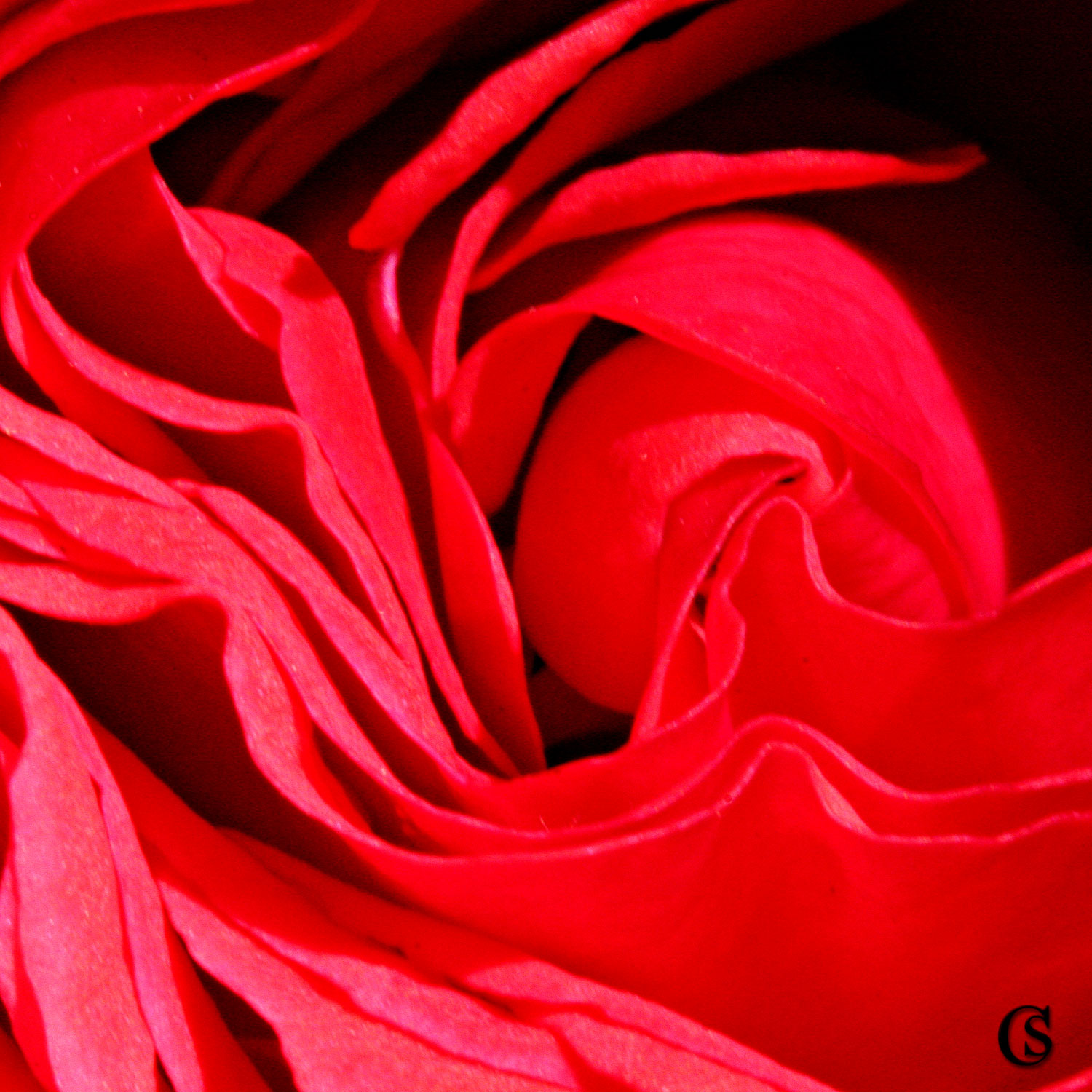 red-rose-CHIARIstyle.jpg