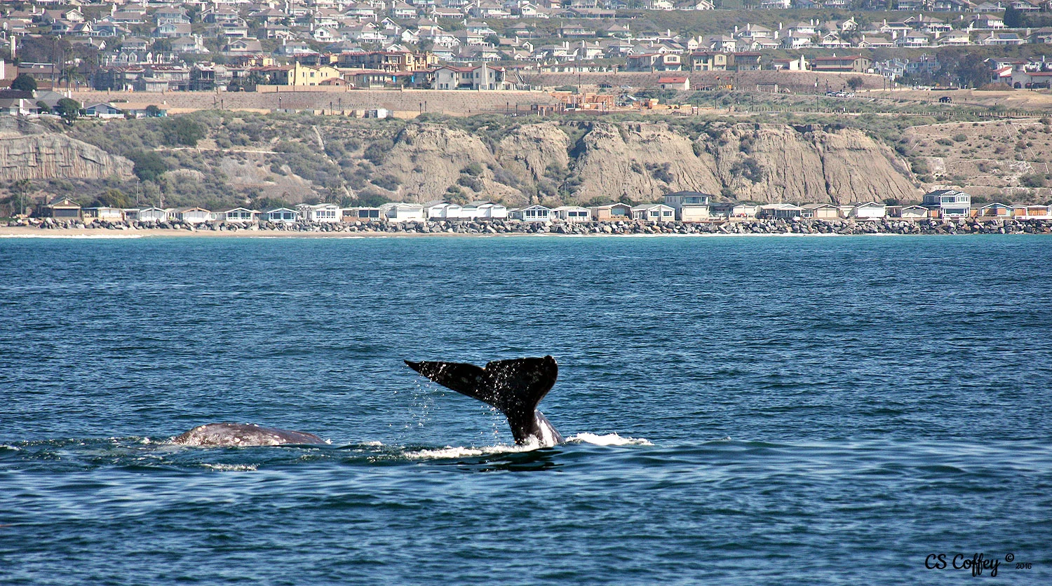 whale tail off doheney