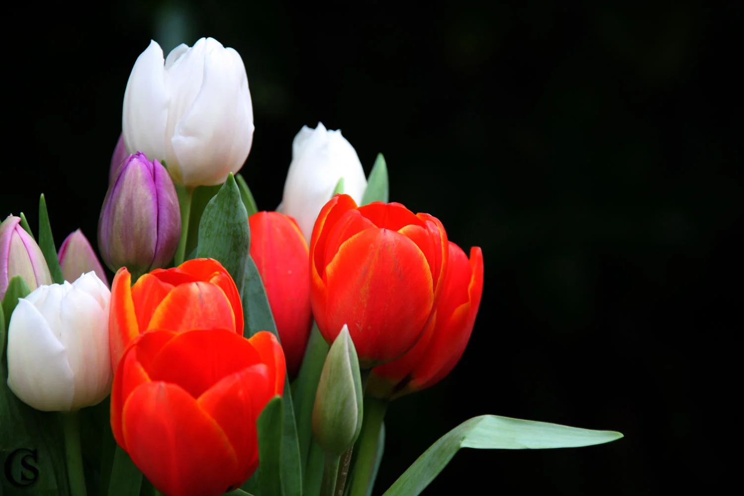 finding tulips