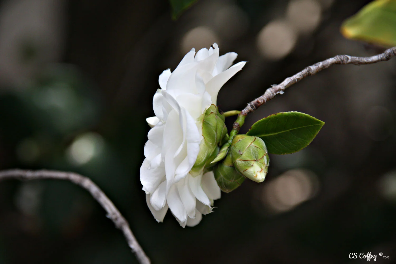 Camellia by spring