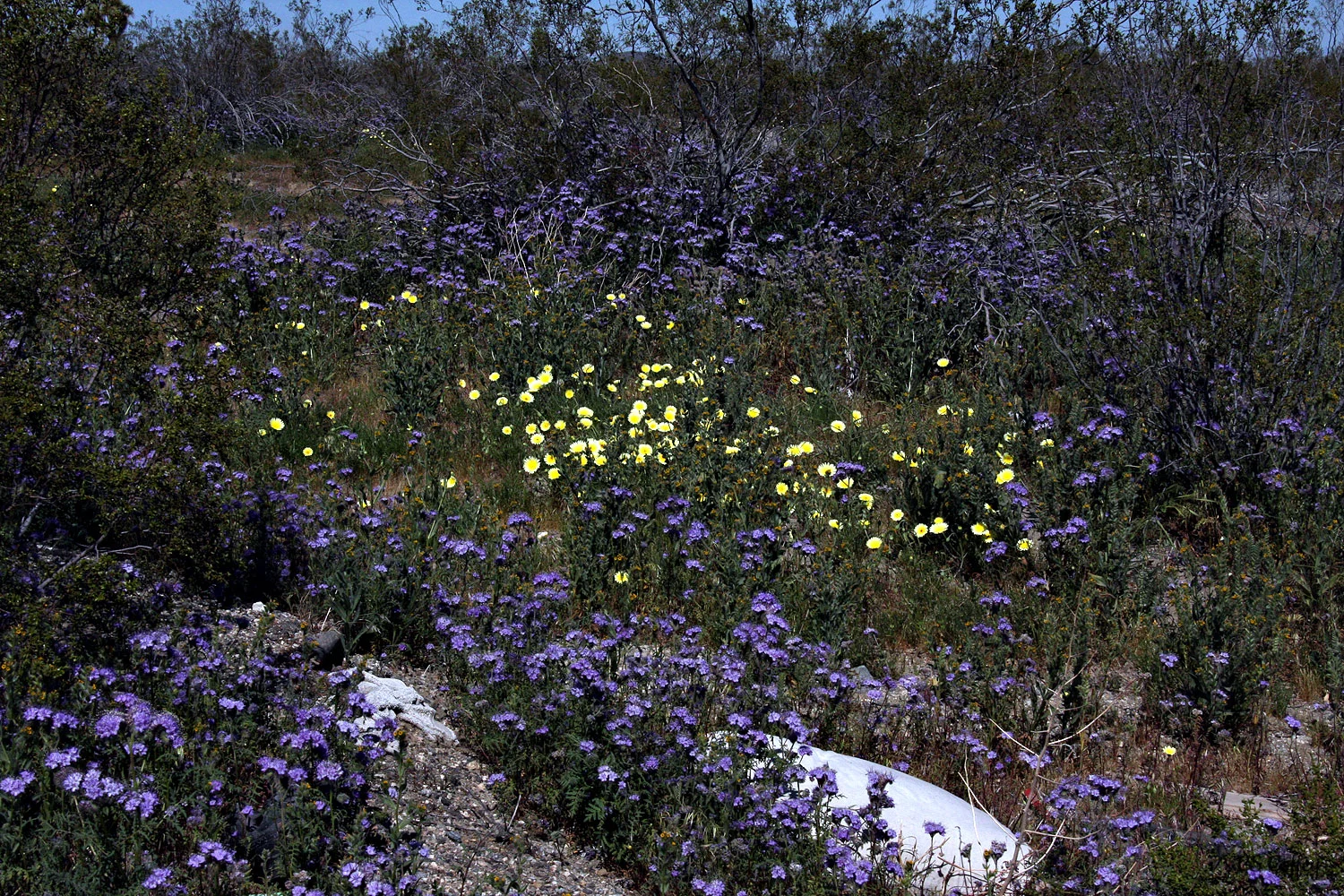 Wildflowers in the desert