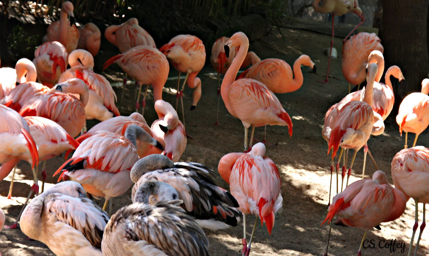 Birds of a pink feather