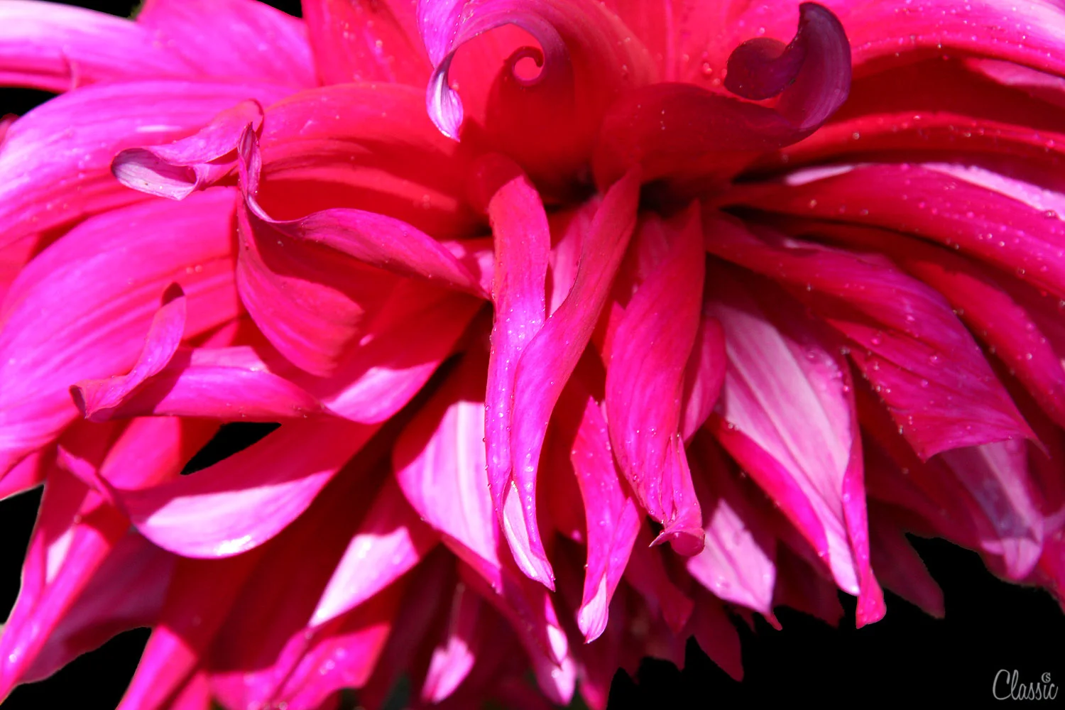 Going for the pink
