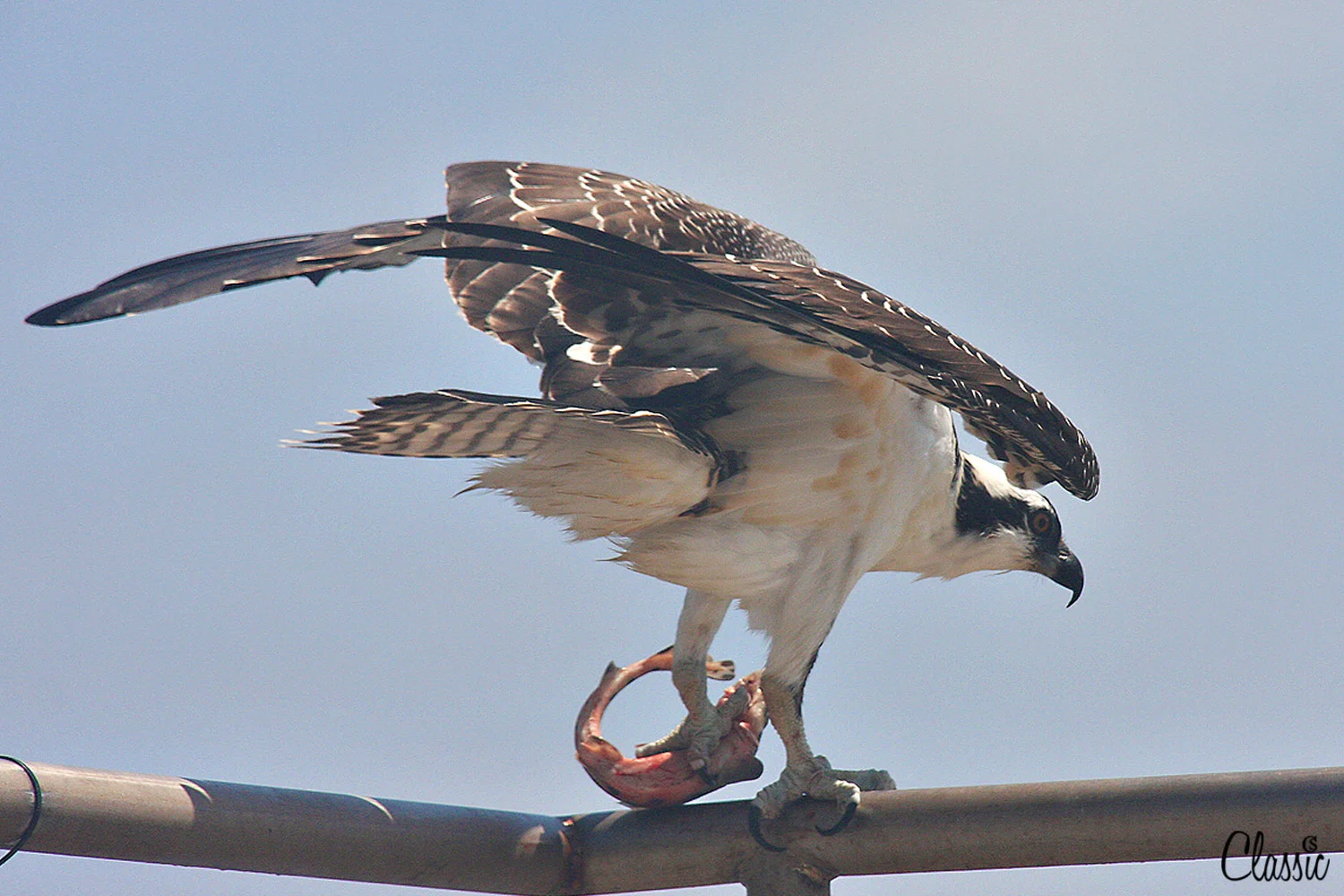 fairas-osprey-chiaristyle-2018.jpg