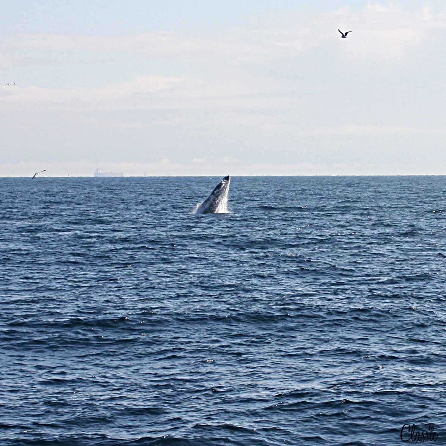 Whale breach in Long Beach