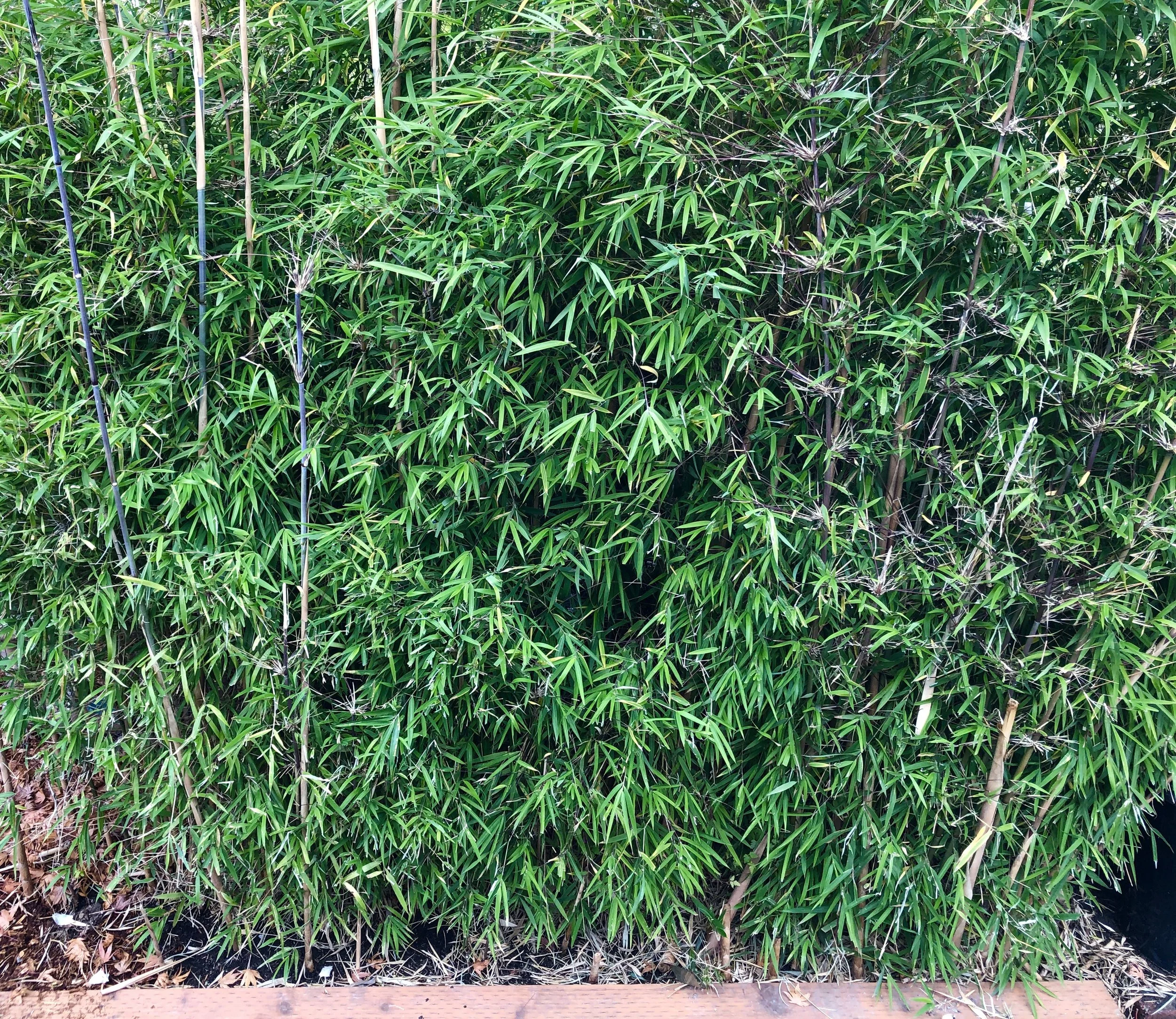 Dense Borinda boliana clump forming bamboo plants growing outdoors with a wooden border at the bottom.