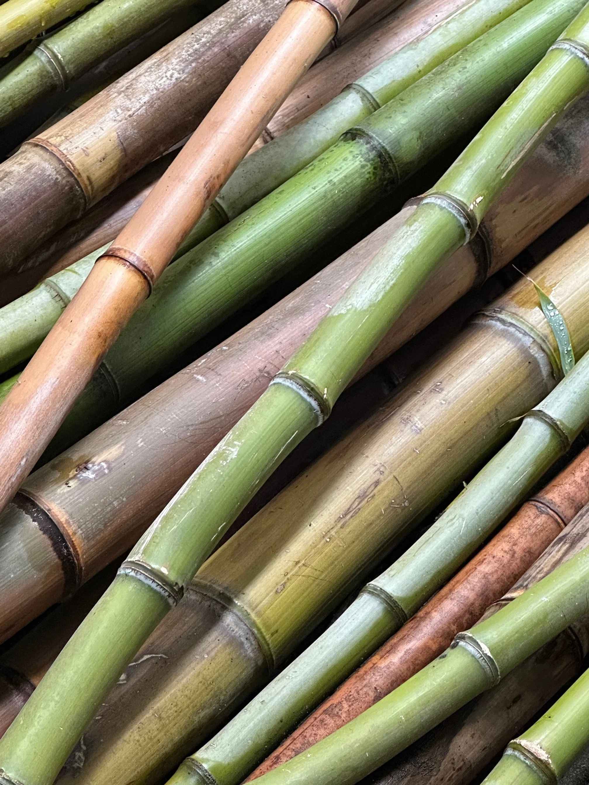 Close-up view of various bamboo stalks in shades of green, brown, and tan.