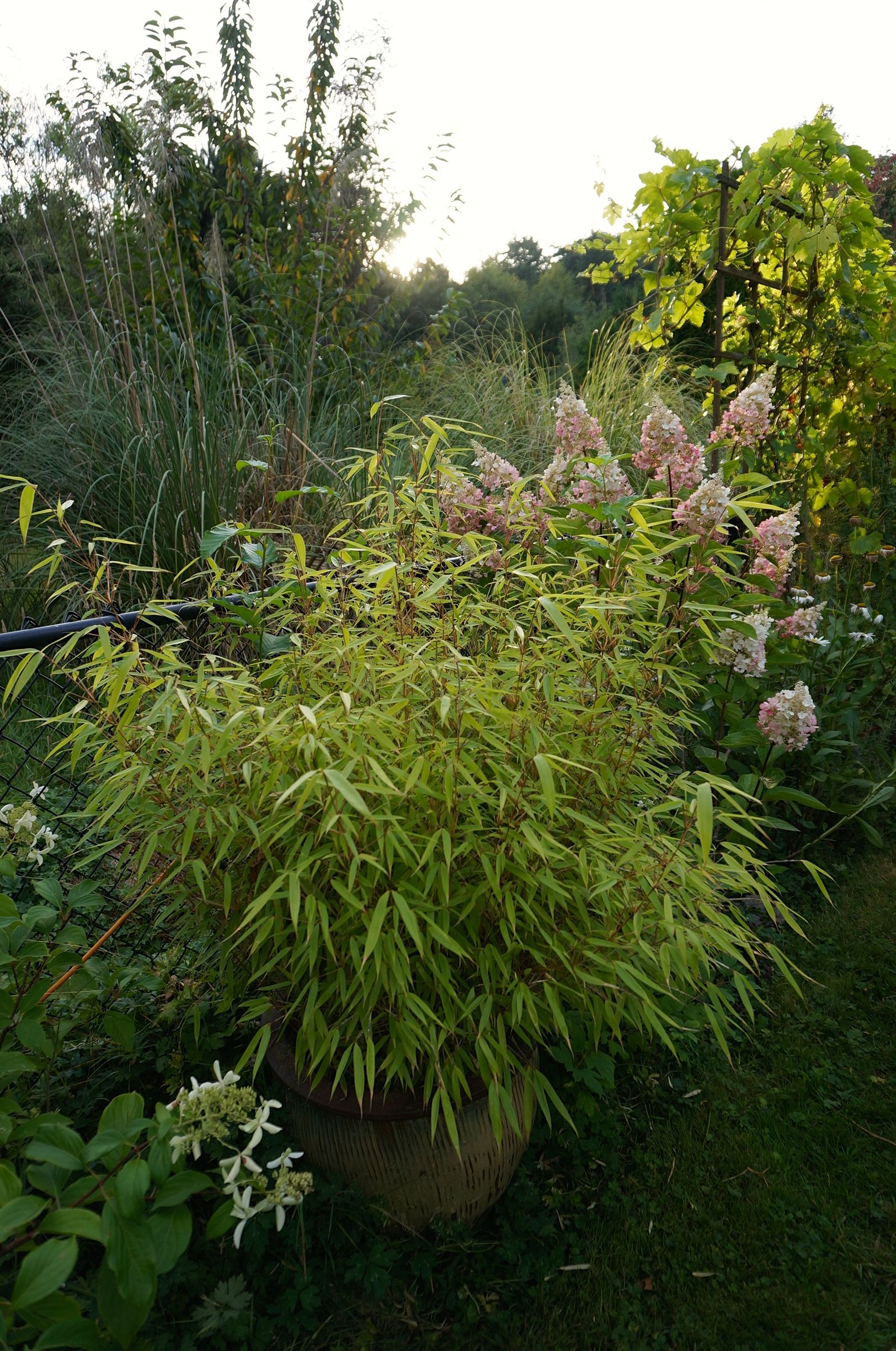 Rufa grown in a pot