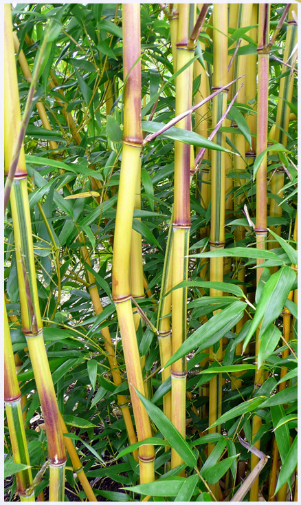 Phyllostachys 'Spectabilis'