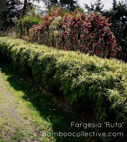Fargesia dracocephala 'Rufa' hedge