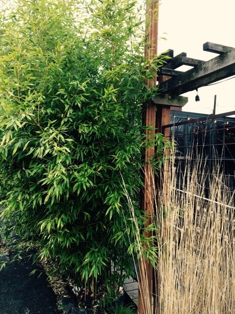 Phyllostachys aurea 