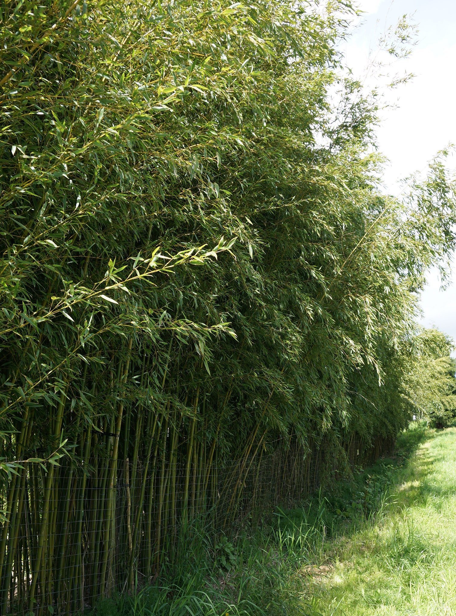 Phyllostachys 'Yellow Groove"