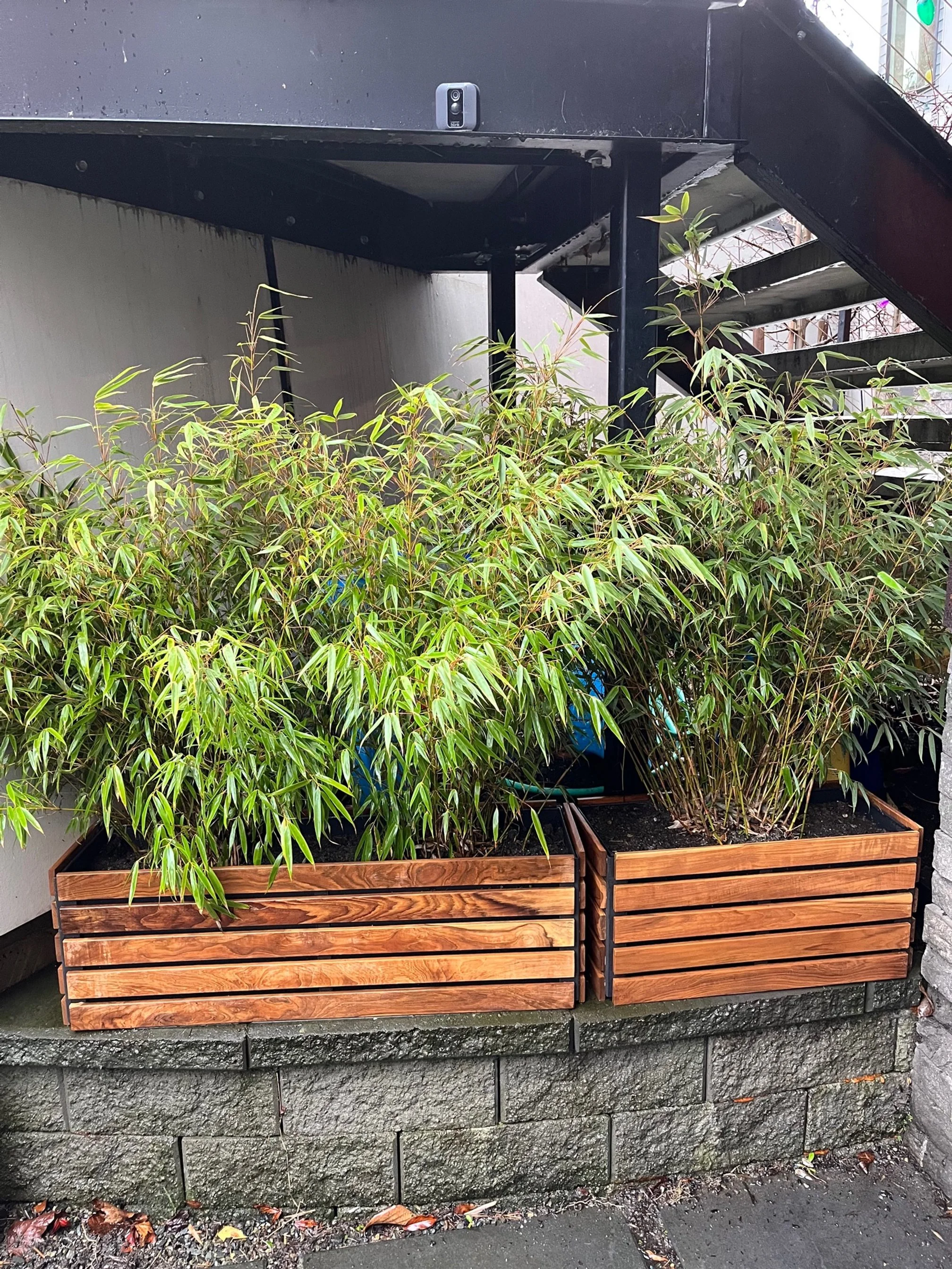 Bamboo Plant Care and Maintenance — Bamboo Collective