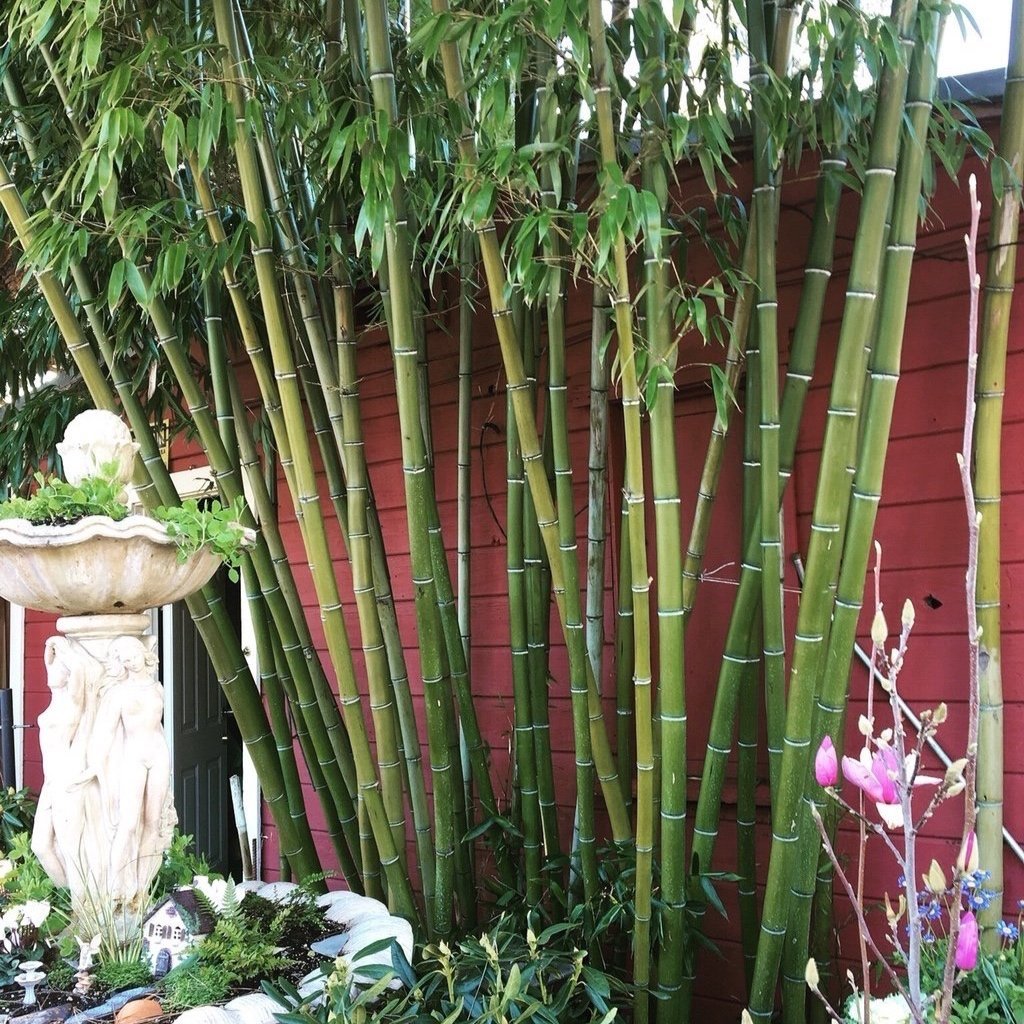 Mature Phyllostachys Dulcis grove
