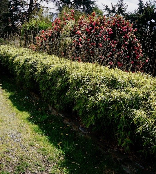 Fargesia rufa hedge web.jpeg