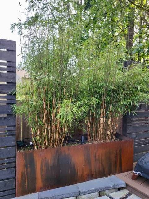 Fargesia scabrida planted in corten planter boxes
