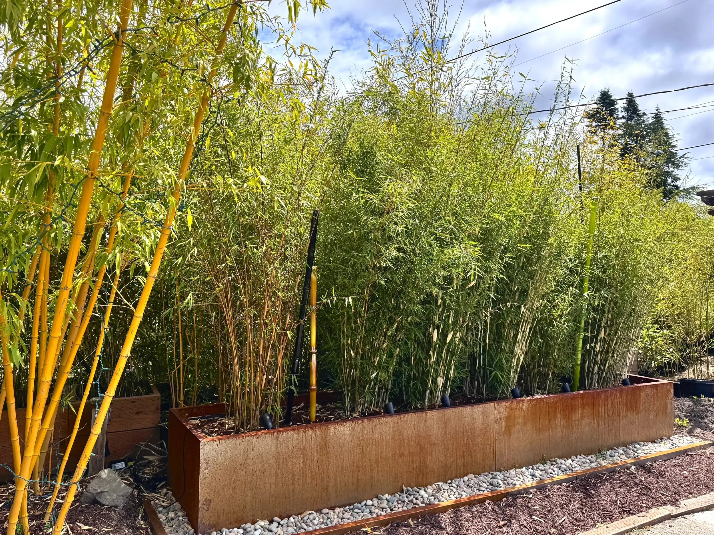 Fargesia robusta planted in a box