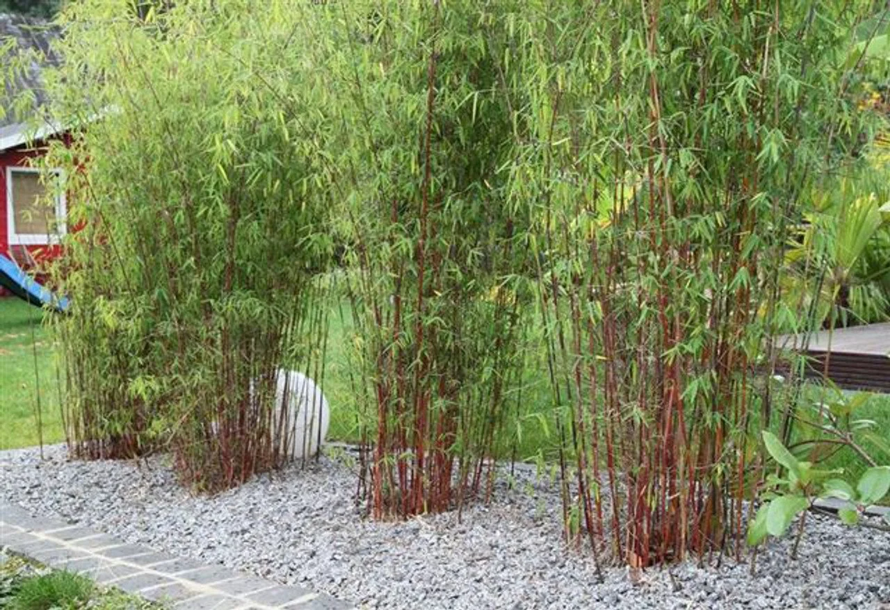 A garden with tall bamboo plants, gravel ground cover, and a stone path in the foreground. There is a small decorative white sculpture behind the bamboo, partially obscured by the plants.