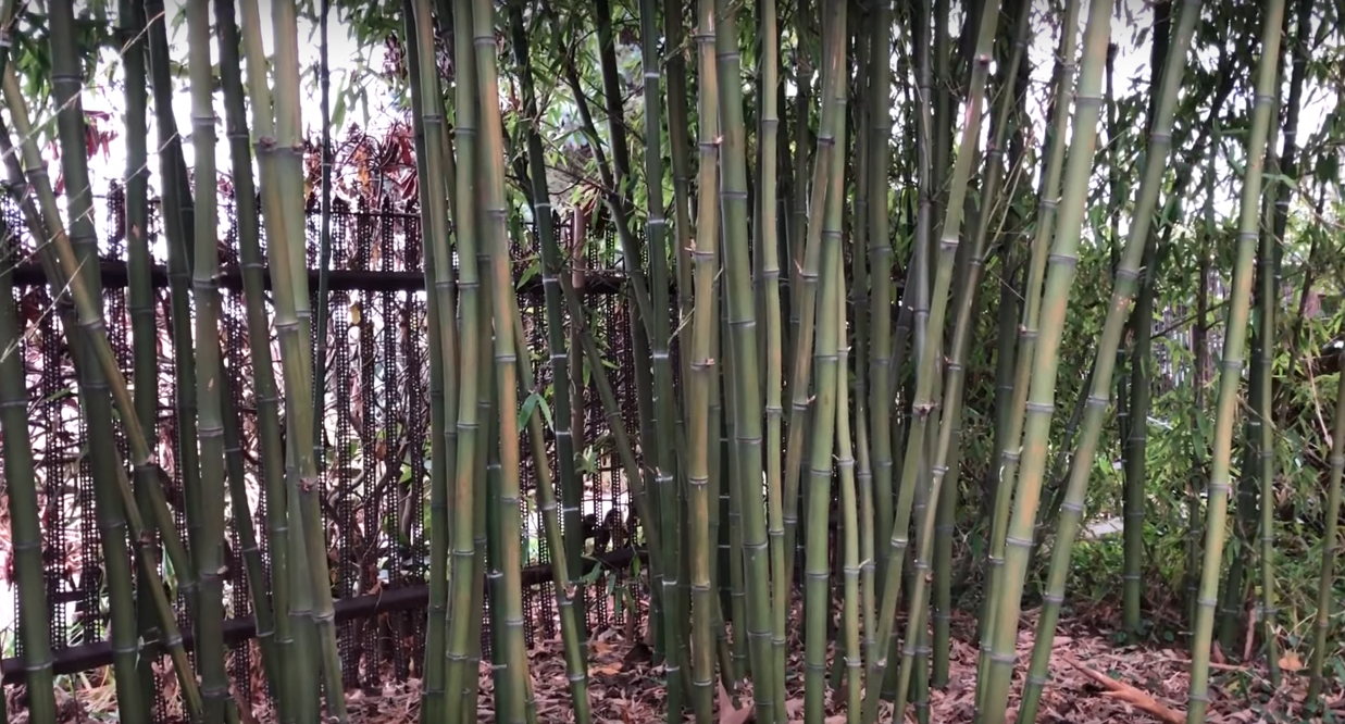 Dense bamboo forest with bamboo stalks and leaves, and a black metal fence in the background.