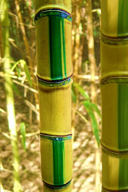 Close-up of green bamboo stalks in a bamboo forest.