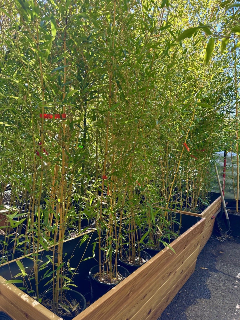 Individual #5 size pots of phyllostachys lama temple bamboo set in a wooden box.