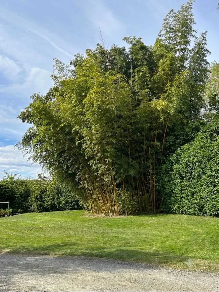Mature grove of Phyllostachys vivax aureocaulis