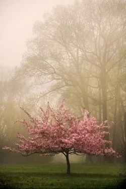 Transient