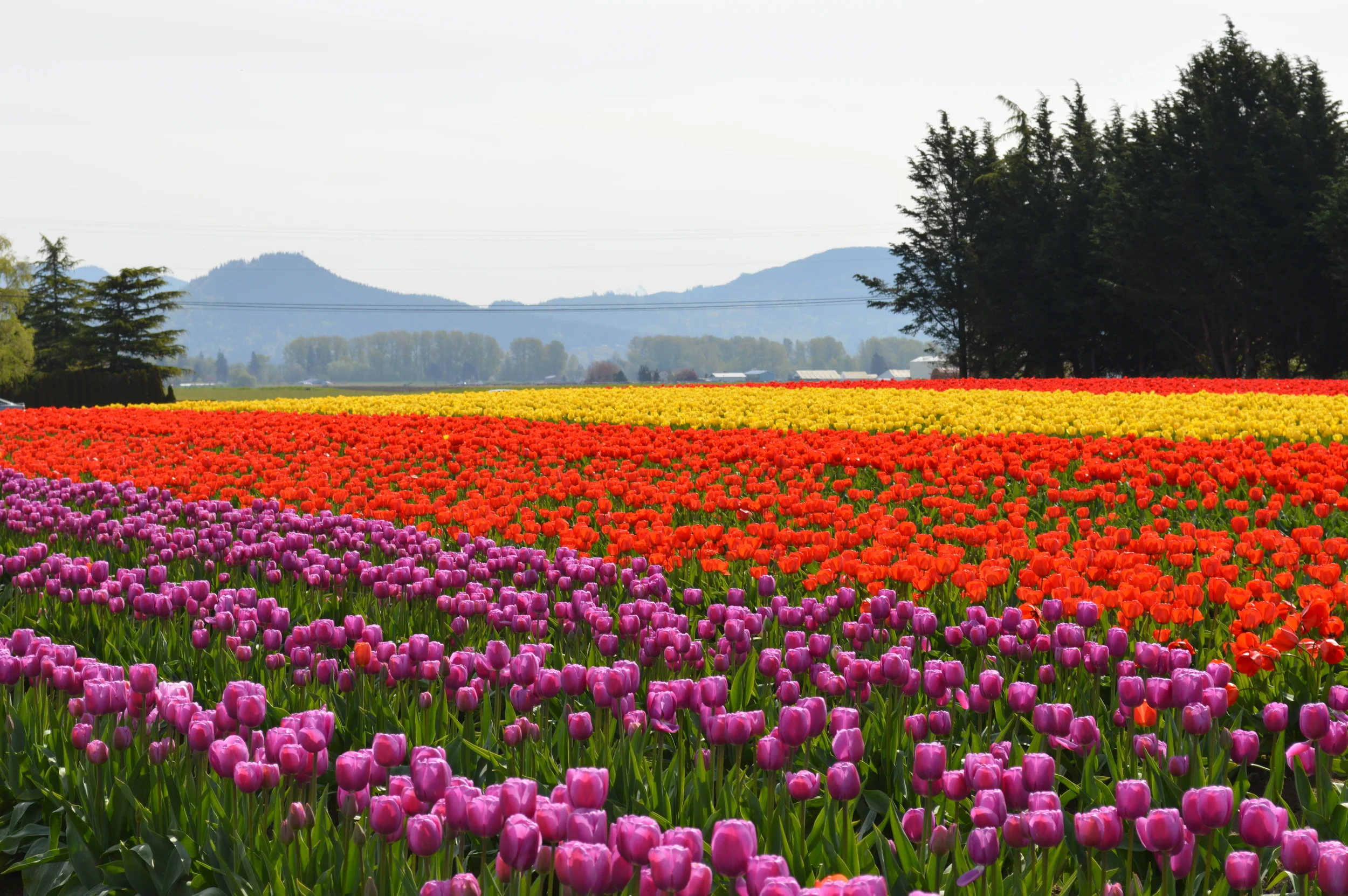 Skagit Valley tulip fields...