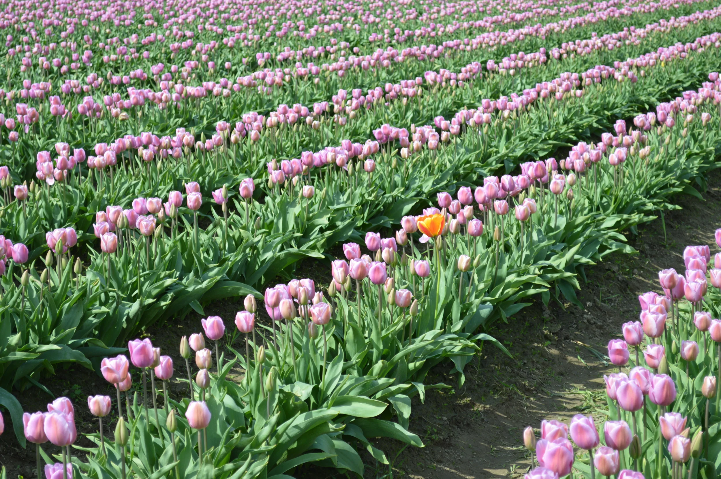 Love this...the one tulip that walks to the beat of his own drummer!