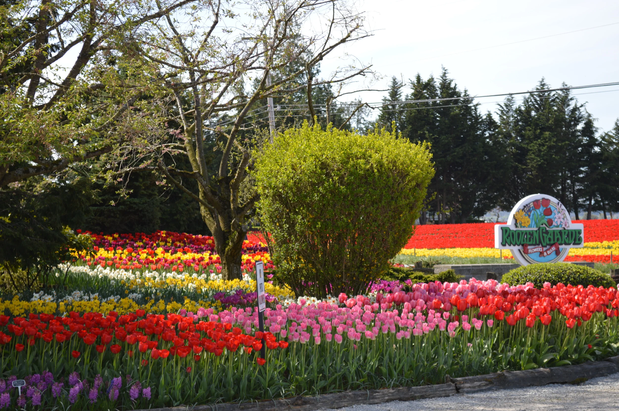 RoozenGaarde display garden...